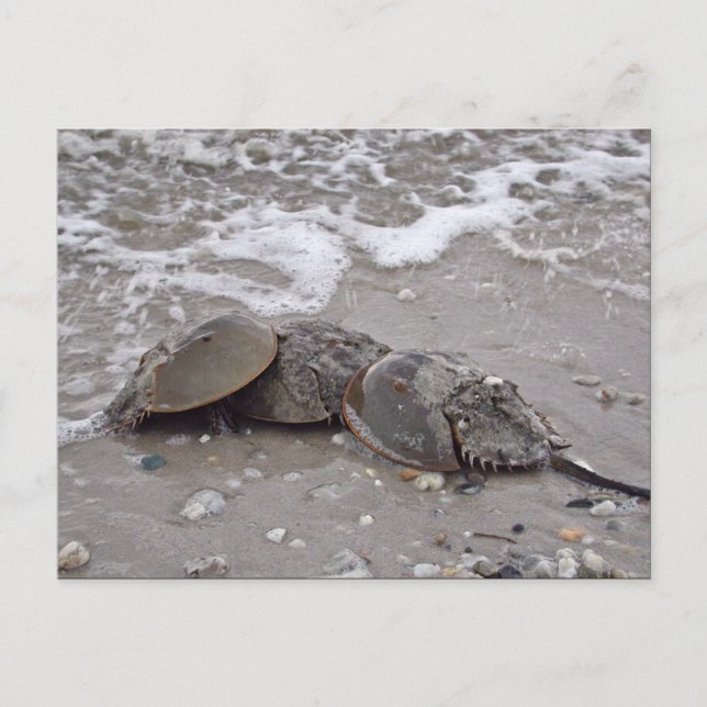 Horseshoe Crab Postkarte (Vorderseite)