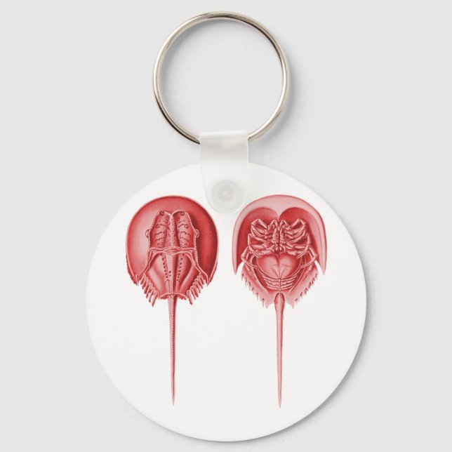 Horseshoe Crab Schlüsselanhänger (Vorderseite)