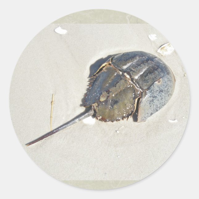 Horseshoe Crab Sticker (Vorderseite)