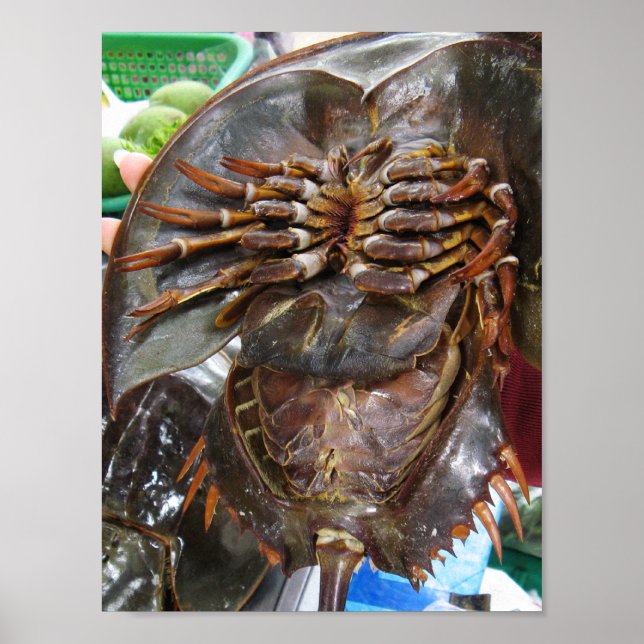 Horseshoe Crab ... Thai Asian Street Food Poster (Vorne)