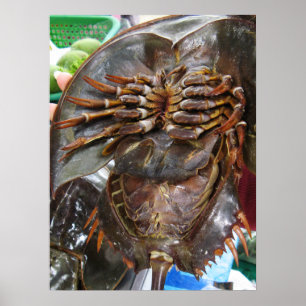 Horseshoe Crab ... Thai Asian Street Food Poster