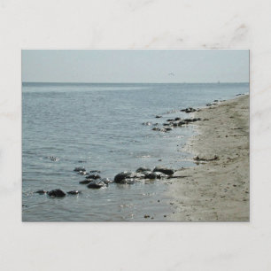Horseshoe Crabs am Strand Postkarte