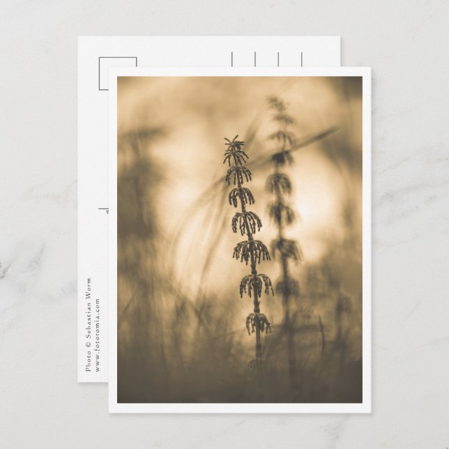 Horsetail Sepia Nature Foto Postkarte (Vorne/Hinten)