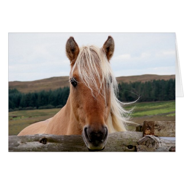 Horsie (Vorderseite (Horizontal))