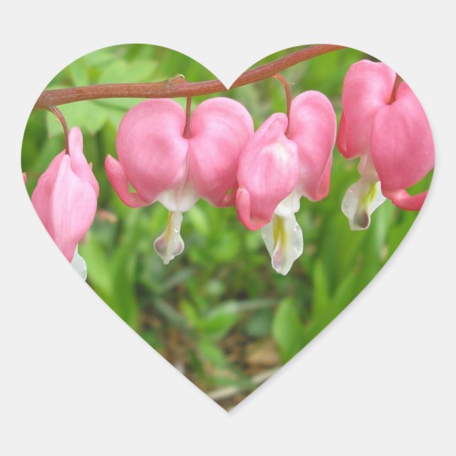 "Hört Freude!" Herz-Aufkleber (Vorderseite)