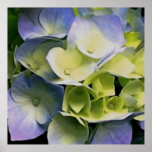 Hortensia Blossom Botanische Kunst Blau und Gelb Poster