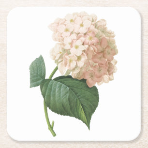 Hortensia(Hydrangea sp.) von Redouté Rechteckiger Pappuntersetzer