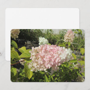 Hortensie Grandiflora Feiertagskarte