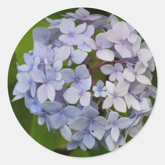 Hortensie Runder Aufkleber (Vorderseite)