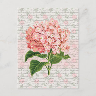 Hortensie Vintage Traum Postkarte