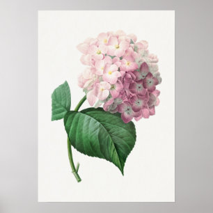 Hortensie von Pierre-Joseph Redouté (1759–1840) Poster