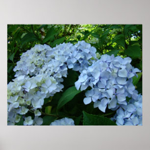 Hortensien-Blumengarten-Kunstprints Blaue Hortensi Poster