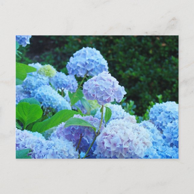 Hortensien-Blumengarten-Postkarten Blaue Hortensie Postkarte (Vorderseite)