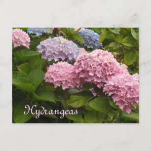 Hortensien Postkarte