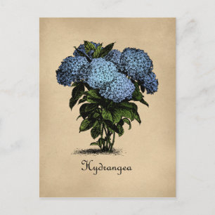 Hortensien Vintage Botanical Postkarte