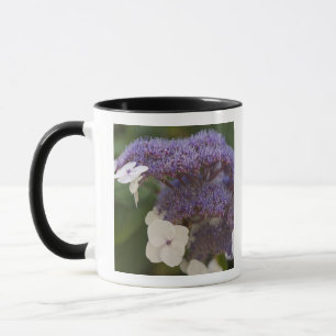 Hortensienblüte, Dr. Sun Yat-Sen Chinesischer Gart Tasse