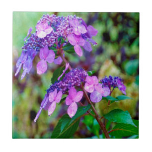 Hortensienblüte Purple Twist and Shout Fliese