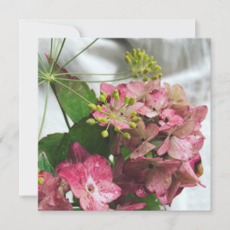 Hortensienblüte trifft auf Regen und Dill