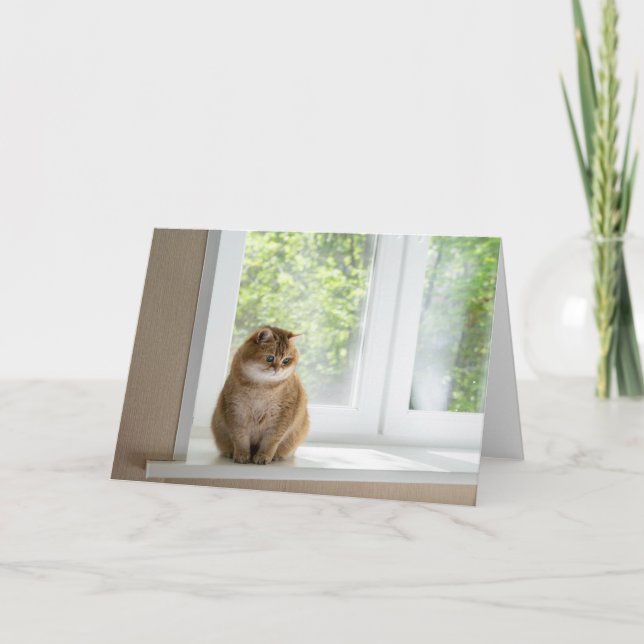 Hosico am Fenster Karte (Vorderseite)