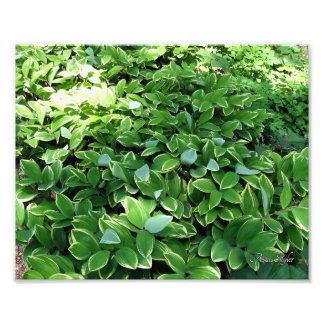 Hosta Bed Fotodruck