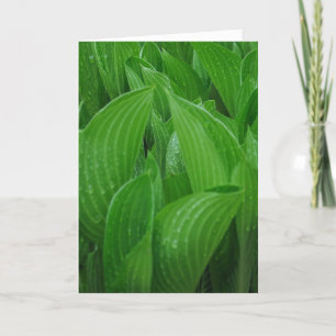 Hosta Blätter mit Raindrops Geburtstagskarte Karte