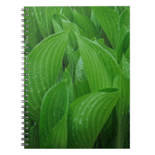Hosta Blätter mit Raindrops Notebook Notizblock