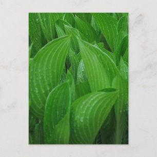 Hosta Blätter mit Raindrops Postcard Postkarte