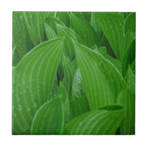 Hosta-Blätter mit Regentropfen-Fliese Fliese
