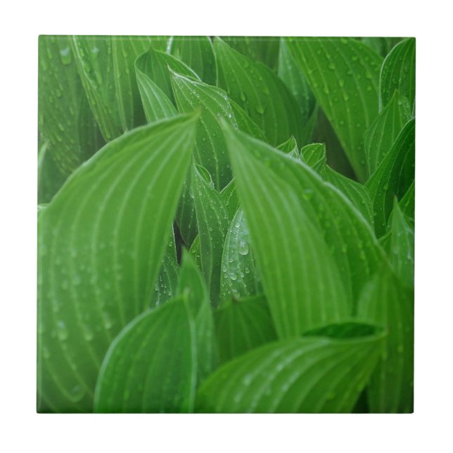 Hosta-Blätter mit Regentropfen-Fliese Fliese (Vorderseite)