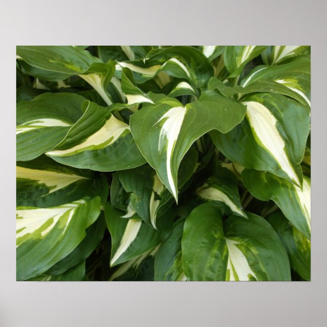 Hosta-Blätter Poster (Vorne)
