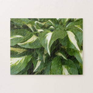 Hosta-Blätter Puzzle