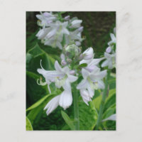 Hosta Blooms