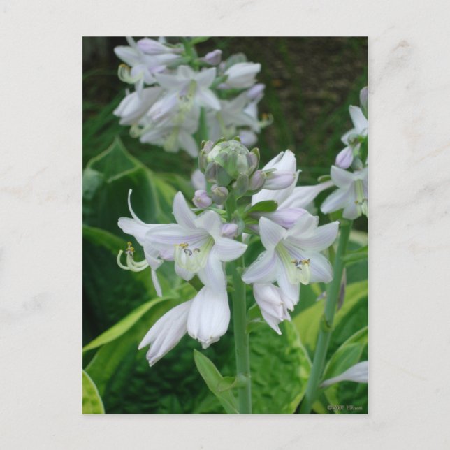 Hosta Blooms Postkarte (Vorderseite)