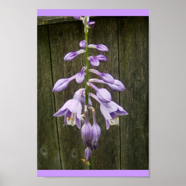 Hosta Blume Poster (Vorne)