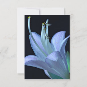Hosta-Blume schöne lila und blaue klassische Blüte