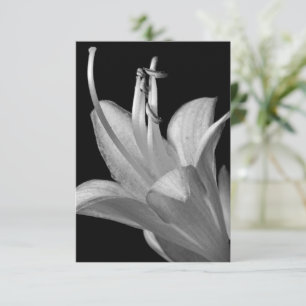 Hosta-Blume Schwarz-Weiß-Elegante Makrofotografie