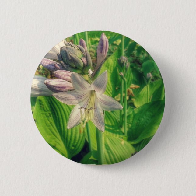 Hosta Button (Vorderseite)