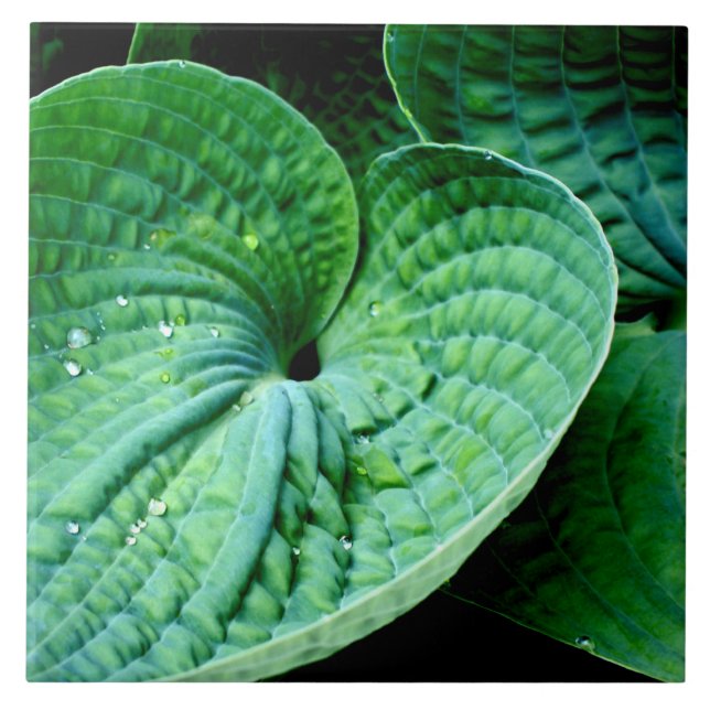 Hosta Heart Fliese (Vorderseite)