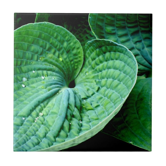 Hosta Heart Fliese (Vorderseite)