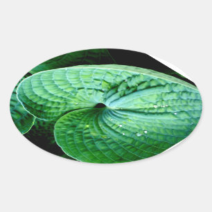 Hosta Heart Ovaler Aufkleber