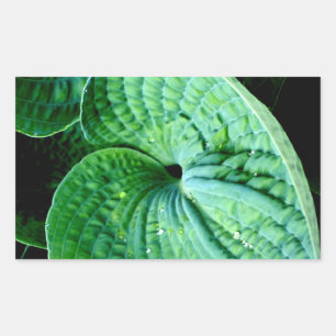 Hosta Heart Rechteckiger Aufkleber