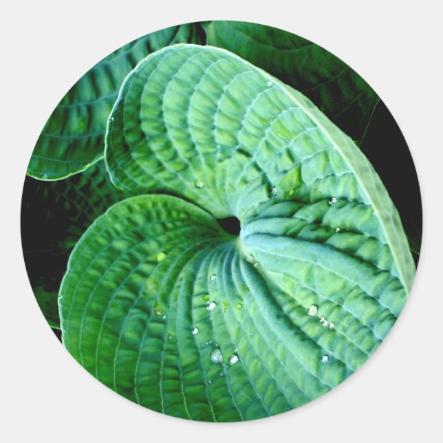 Hosta Heart Runder Aufkleber (Vorderseite)