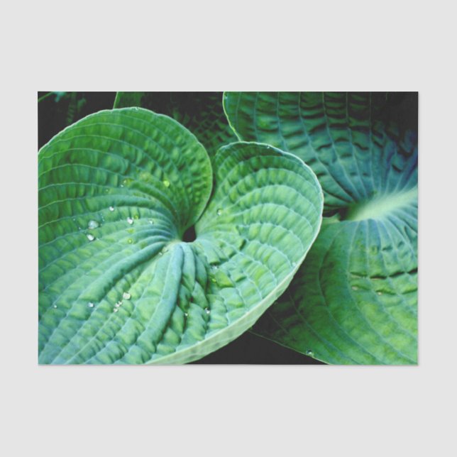 Hosta Heart Seidenpapier (Vorderseite)