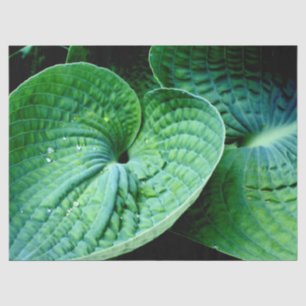 Hosta Heart Seidenpapier