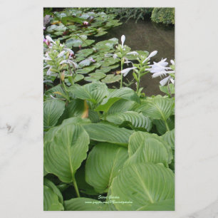 Hosta in einem Zen-Garten 2 Briefpapier