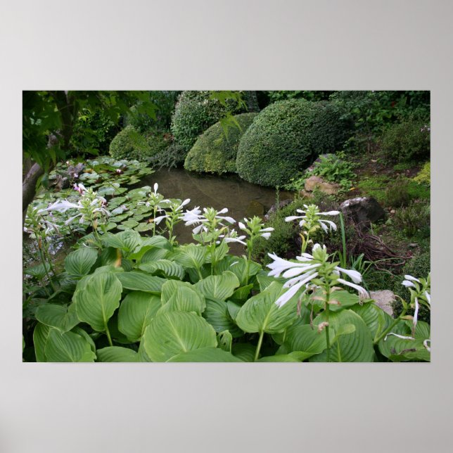 Hosta in Zen Garden 2 Poster (Vorne)