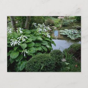 Hosta in Zen Garden 3 Postkarte