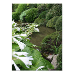 Hosta in Zen Garden Foto Print