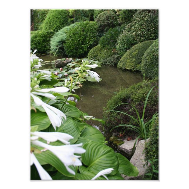 Hosta in Zen Garden Foto Print (Vorne)