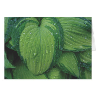 Hosta, 'June